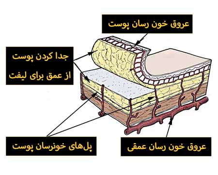 جریان خون پوست