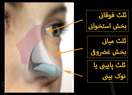 نواحی بینی